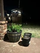 Fast-Growing-Trees.com Top Hat Blueberry Bush Review