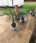 Fast-Growing-Trees.com Pindo Palm Review