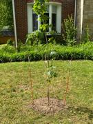 Fast-Growing-Trees.com Sugar Maple Tree Review