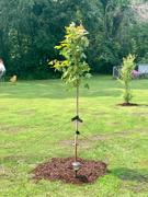 Fast-Growing-Trees.com Sugar Maple Tree Review