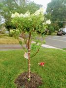 Fast-Growing-Trees.com Limelight Hydrangea Tree Review