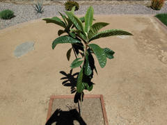 Fast-Growing-Trees.com Loquat 'Japanese Plum' Tree Review