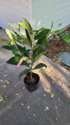 Fast-Growing-Trees.com Loquat 'Japanese Plum' Tree Review
