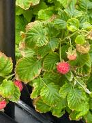 Fast-Growing-Trees.com Bushel and Berry® Raspberry Shortcake® Bush Review