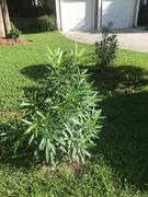 Fast-Growing-Trees.com Red Oleander Review