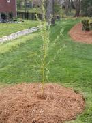 Fast-Growing-Trees.com Corkscrew Willow Tree Review