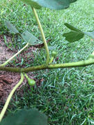 Fast-Growing-Trees.com LSU Purple Fig Tree Review