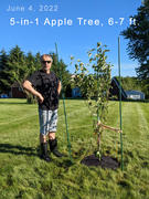 Fast-Growing-Trees.com 5-in-1 Apple Tree Review