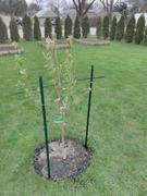 Fast-Growing-Trees.com 5-in-1 Apple Tree Review