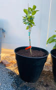 Fast-Growing-Trees.com Sanguinelli Blood Orange Tree Review