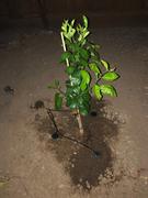 Fast-Growing-Trees.com Navel Orange Tree Review