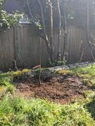 Fast-Growing-Trees.com English Walnut Tree Review
