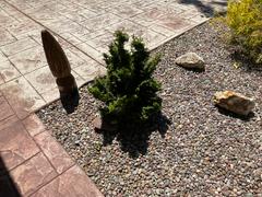 Fast-Growing-Trees.com Dwarf Hinoki Cypress Shrub Review