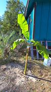 Fast-Growing-Trees.com Ice Cream Banana Tree Review