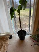 Fast-Growing-Trees.com Ice Cream Banana Tree Review