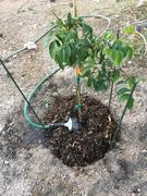 Fast-Growing-Trees.com Starfruit 'Carambola' Tree Review