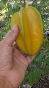 Fast-Growing-Trees.com Starfruit 'Carambola' Tree Review