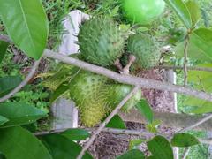 Fast-Growing-Trees.com Soursop 'Guanabana' Tree Review