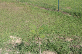 Fast-Growing-Trees.com Jacaranda Tree Review