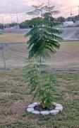 Fast-Growing-Trees.com Jacaranda Tree Review