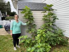 Fast-Growing-Trees.com Chicago Hardy Fig Tree Review
