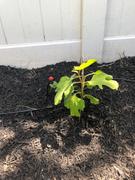 Fast-Growing-Trees.com Chicago Hardy Fig Tree Review