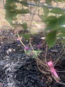 Fast-Growing-Trees.com American Beautyberry Review