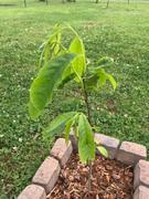 Fast-Growing-Trees.com American Paw Paw Tree Review