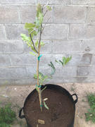Fast-Growing-Trees.com Macadamia Nut Tree Review