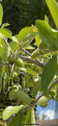 Fast-Growing-Trees.com Barbados 'Acerola' Cherry Review