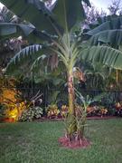 Fast-Growing-Trees.com Grand Nain 'Naine' Banana Tree Review