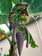 Fast-Growing-Trees.com Grand Nain 'Naine' Banana Tree Review