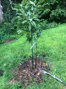 Fast-Growing-Trees.com Root Rocket® Fertilizer Review
