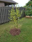 Fast-Growing-Trees.com Dura Heat® River Birch Review