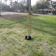 Fast-Growing-Trees.com Dura Heat® River Birch Review