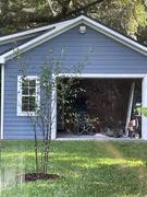 Fast-Growing-Trees.com Dura Heat® River Birch Review