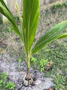 Fast-Growing-Trees.com Coconut Palm Tree Review