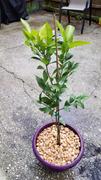 Fast-Growing-Trees.com Kishu Mandarin Tree (Seedless) Review