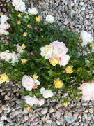 Fast-Growing-Trees.com Popcorn Drift® Rose Review