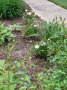 Fast-Growing-Trees.com Popcorn Drift® Rose Review