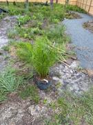 Fast-Growing-Trees.com Pygmy Date Palm Review