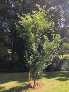 Fast-Growing-Trees.com Lacebark Chinese Elm Tree Review