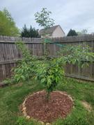 Fast-Growing-Trees.com Lapins Cherry Tree Review