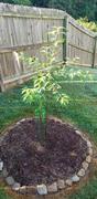 Fast-Growing-Trees.com Lapins Cherry Tree Review