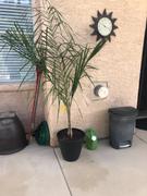 Fast-Growing-Trees.com Queen Palm Review