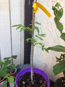 Fast-Growing-Trees.com June Plum Tree Review