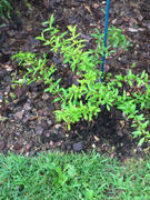 Fast-Growing-Trees.com Russian Red Pomegranate® Cold Hardy Tree Review