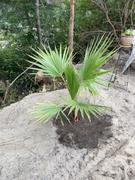 Fast-Growing-Trees.com Mexican Fan Palm Tree Review