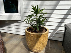 Fast-Growing-Trees.com Lady Palm Tree Review