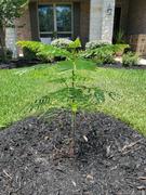 Fast-Growing-Trees.com Royal Poinciana Tree Review